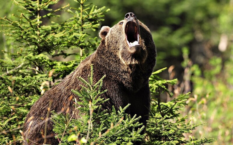 Brown Bear Yawning — Green, Natural