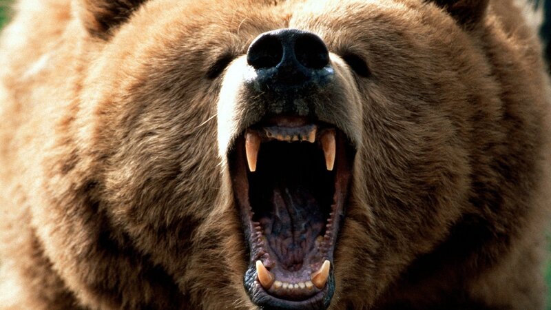 Brown Bear Yawning — Intense, Photograph