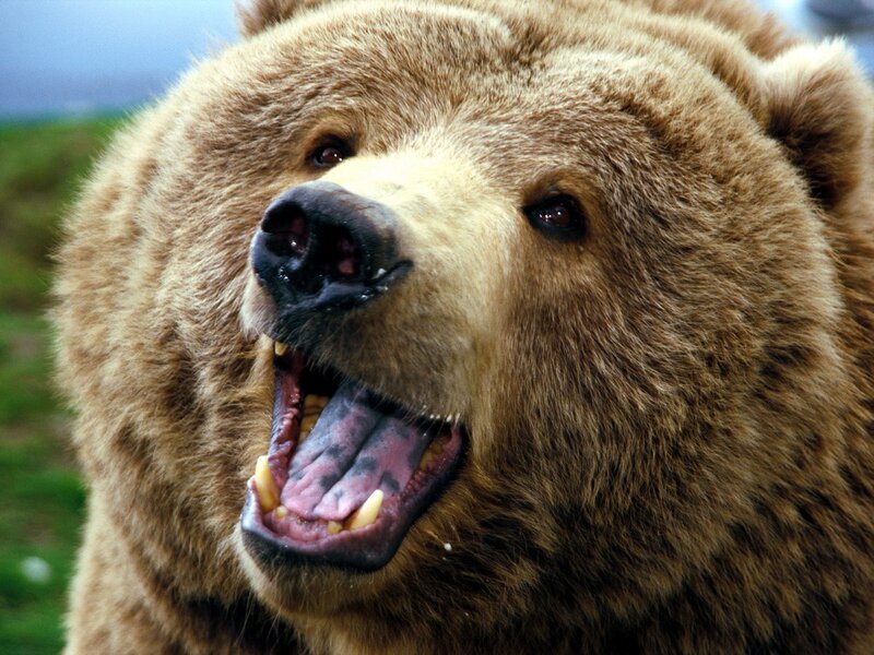 Brown Bear Yawning — Natural, Afternoon