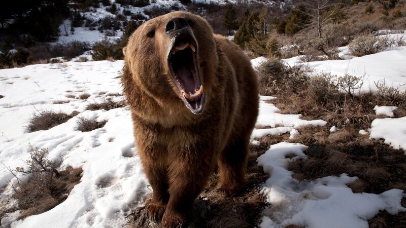 Brown Bear Yawning — Natural, Winter, Photograph