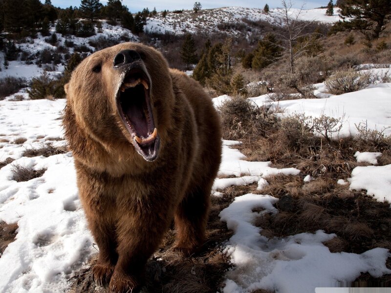 Brown Bear Yawning — Natural, Winter