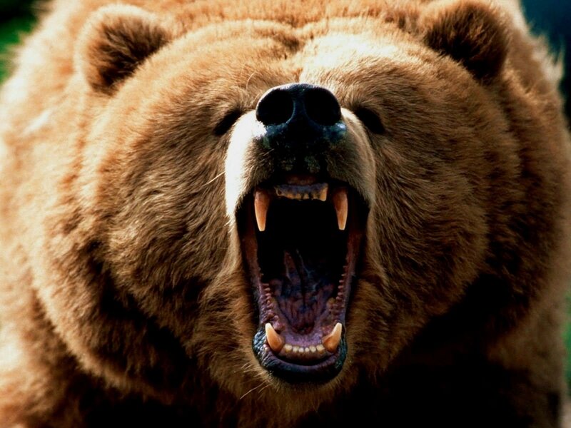 Brown Bear Yawning — Photograph