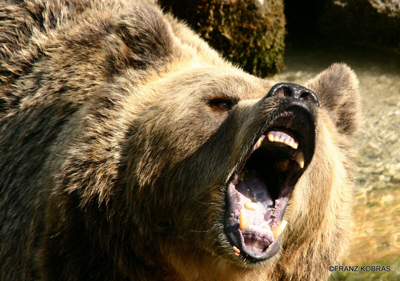 Brown Bear Yawning