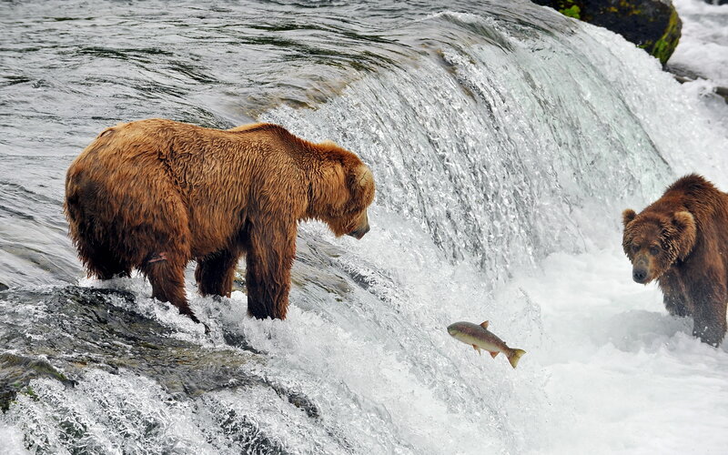 Brown Bears Catching Fish — Dramatic
