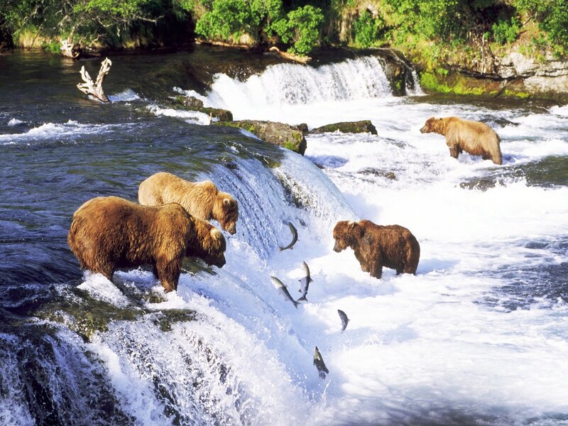 Brown Bears Catching Fish — Dynamic, Afternoon, Photograph, River