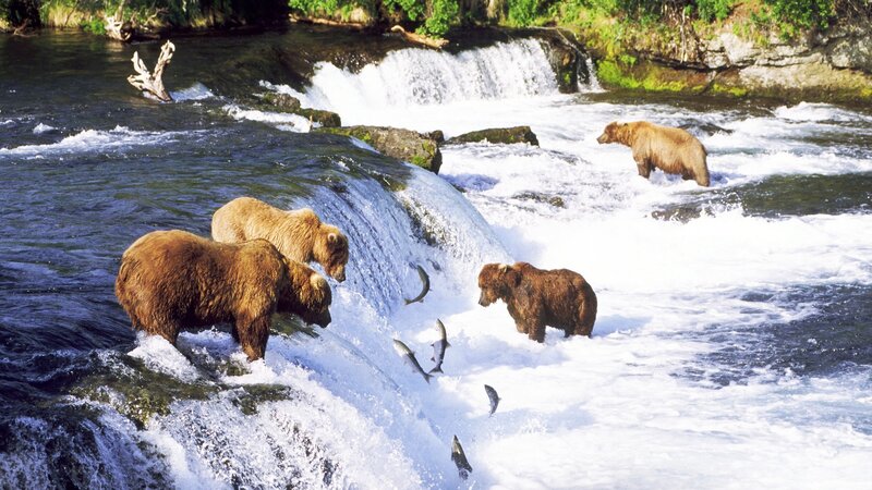 Brown Bears Catching Fish — Dynamic