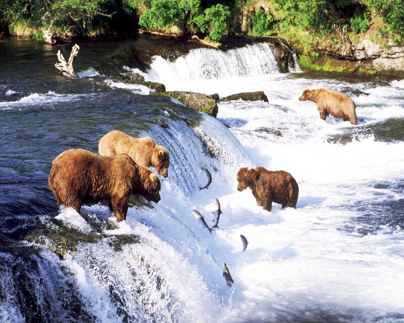 Brown Bears Catching Fish — Natural