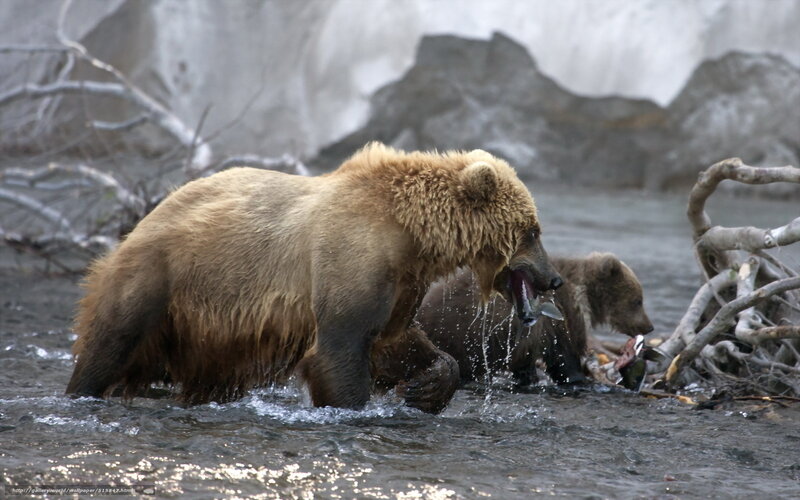 Brown bears catching fish