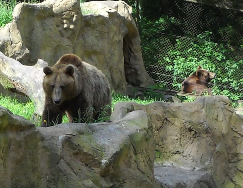Brown Bears in Enclosure