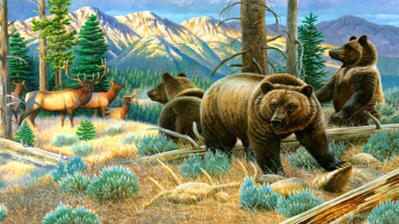Brown Bears in Forest