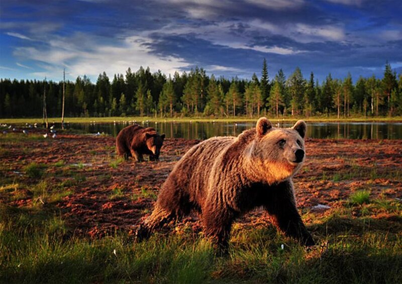 Brown Bears in Marsh