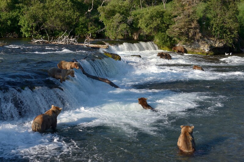 Brown Bears in River — Natural