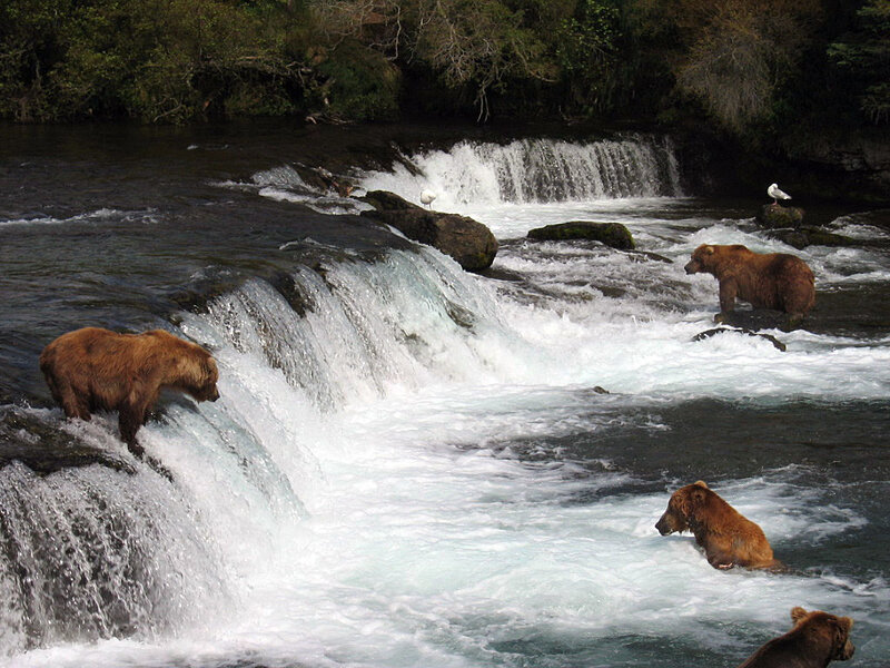 Brown Bears in River
