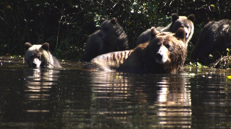 Brown Bears in Water — Natural