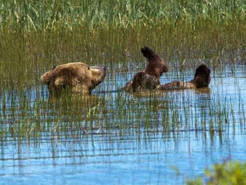 Brown Bears in Water