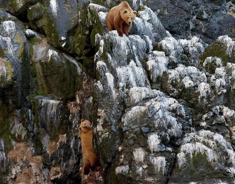 Brown Bears on Rocks