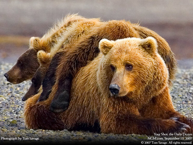Brown bears resting together