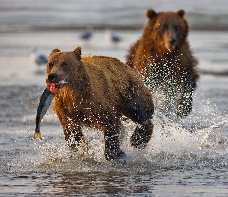 Brown Bears Running in Water