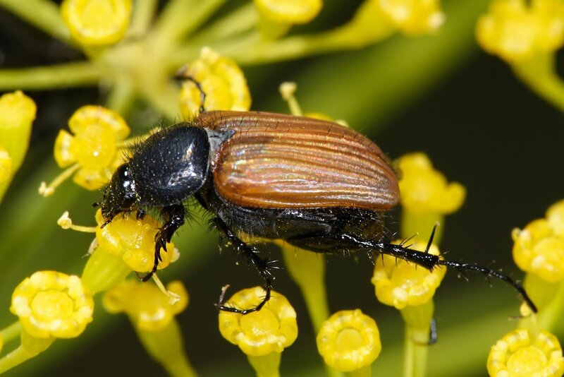 Brown Beetle on Flower