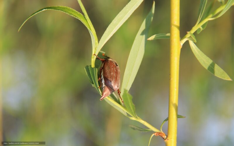 Brown Beetle on Leaf