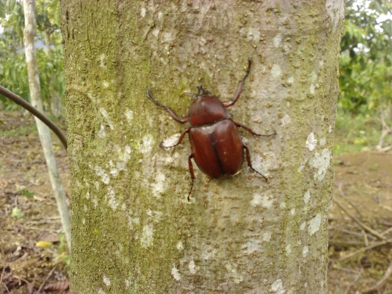 Brown Beetle on Tree