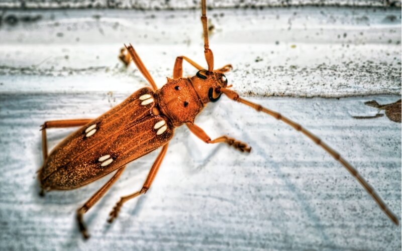 brown beetle with white spots