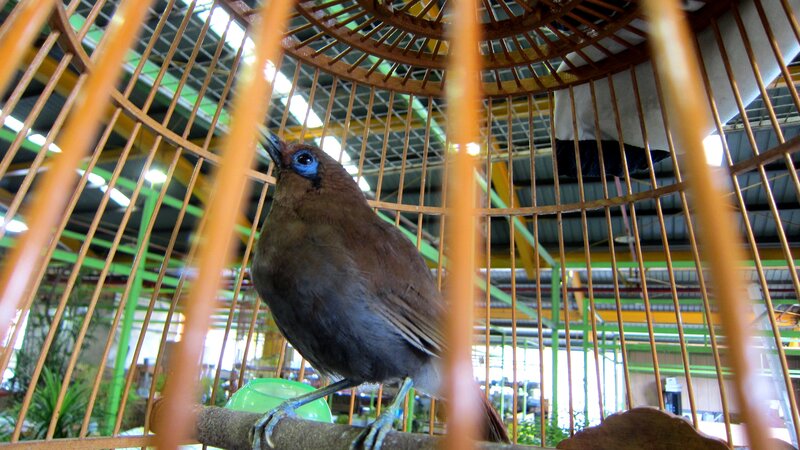 Brown Bird in Cage