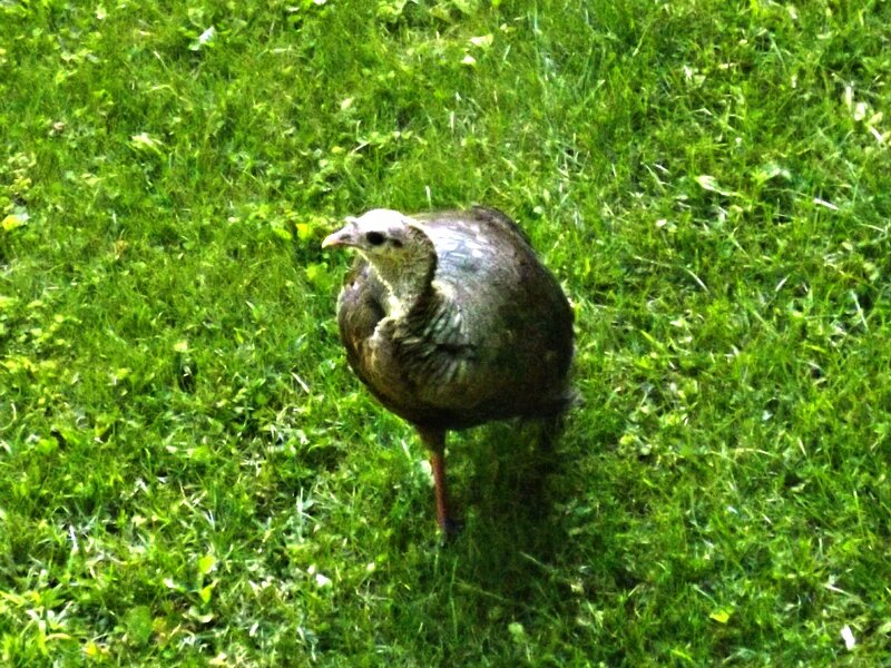 Brown Bird in Grass