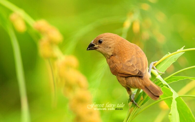 Brown bird on a green plant