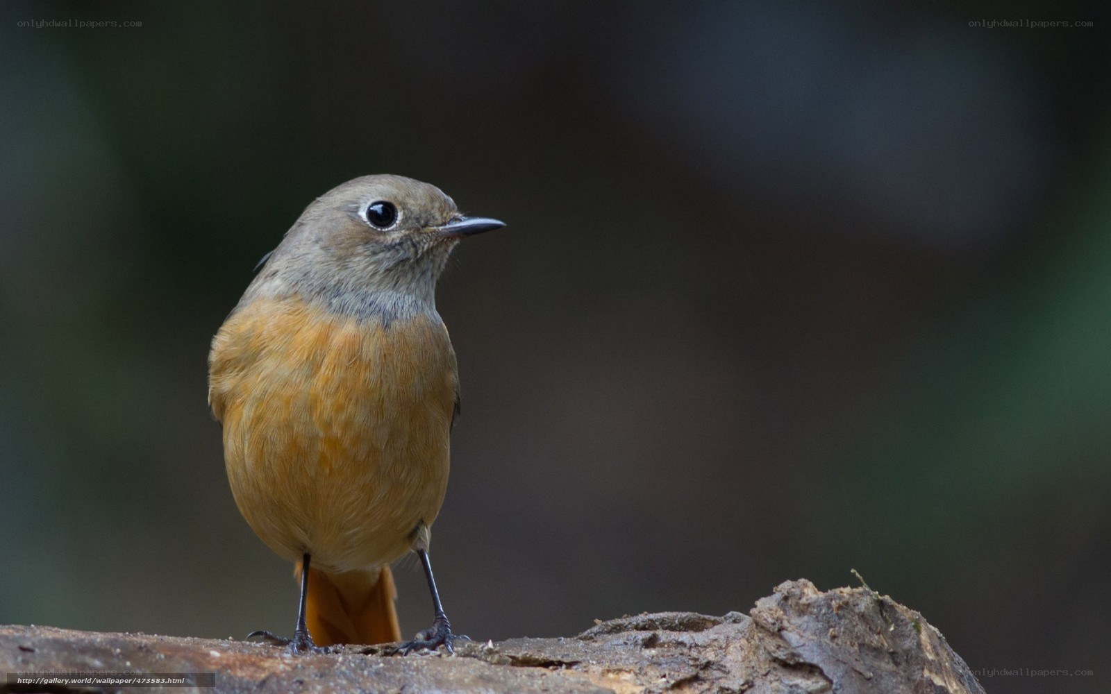 brown bird on a log