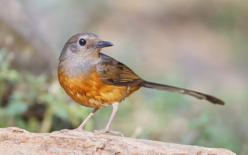 brown bird on a log
