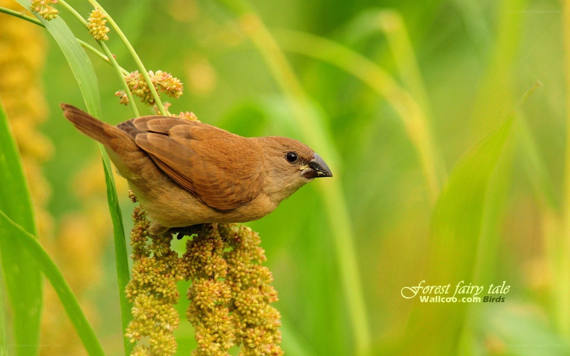 Brown bird on a plant