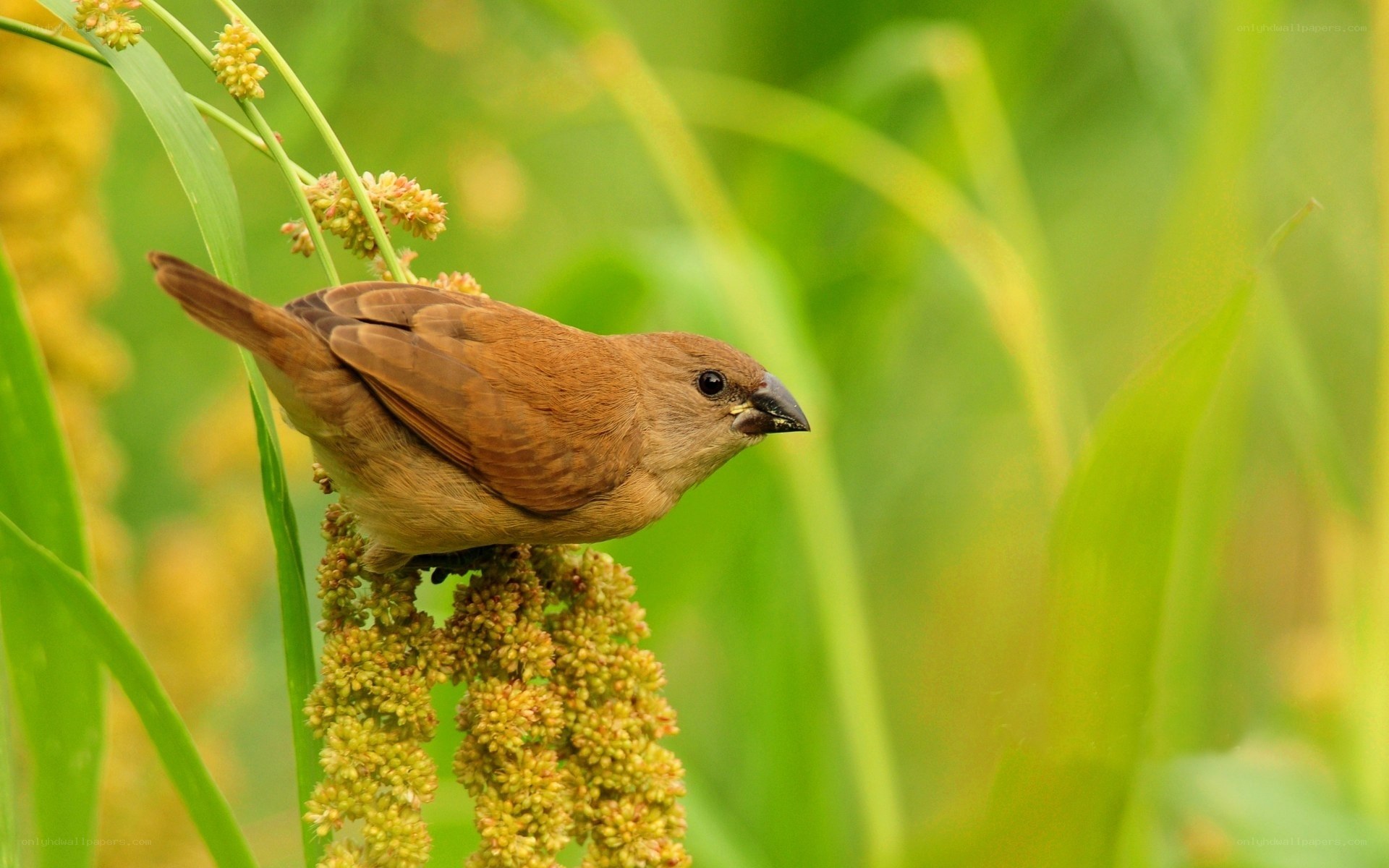 Brown bird on a plant