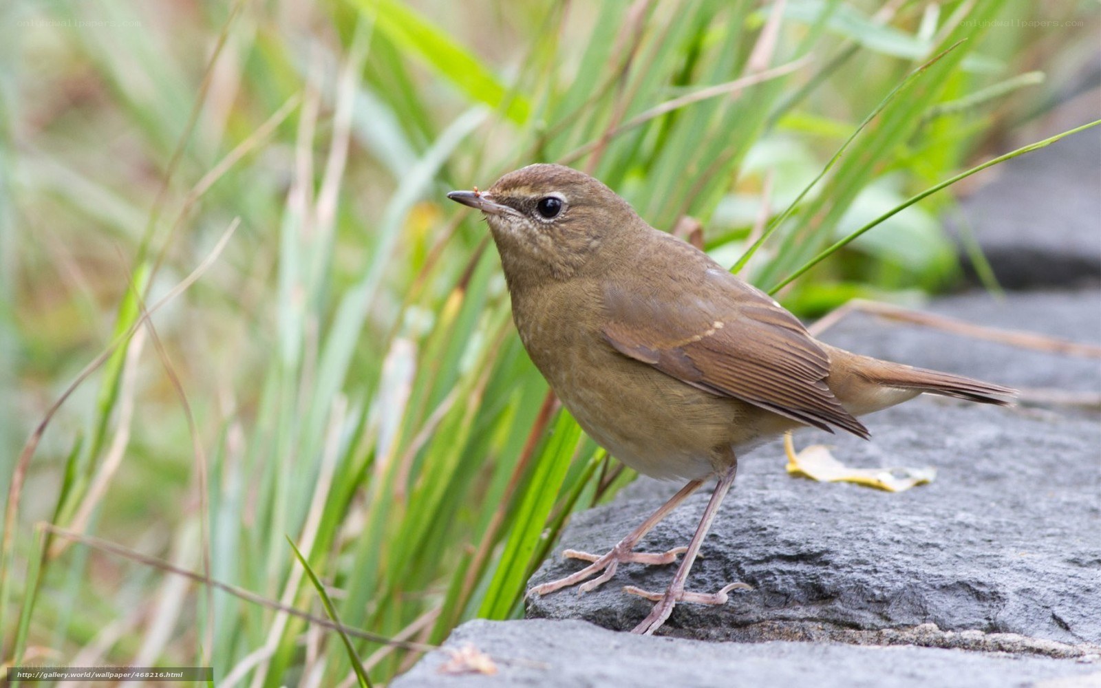 brown bird on a rock