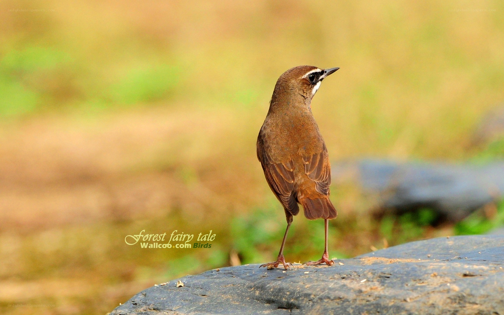 brown bird on a rock