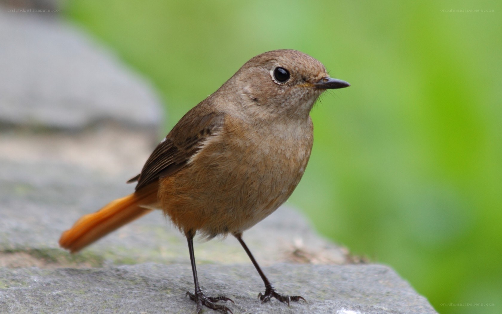 brown bird on a rock