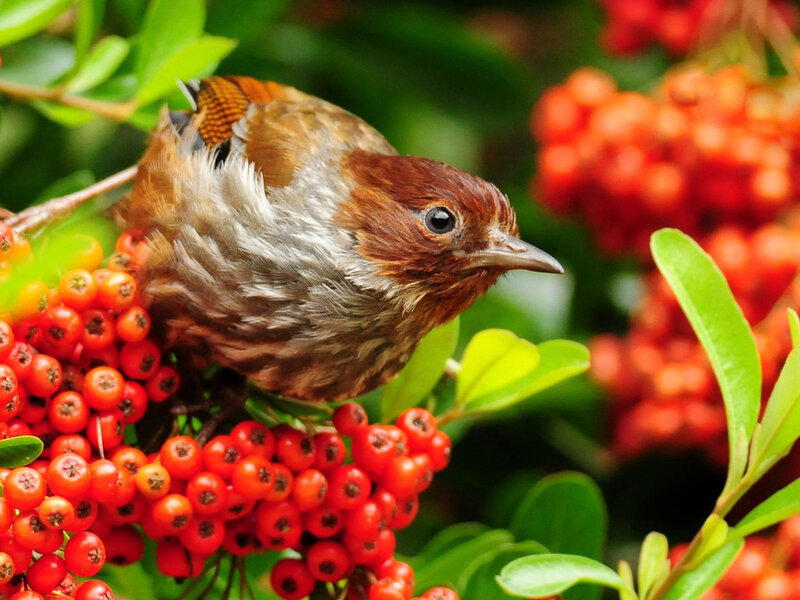 Brown Bird on Berries — Red