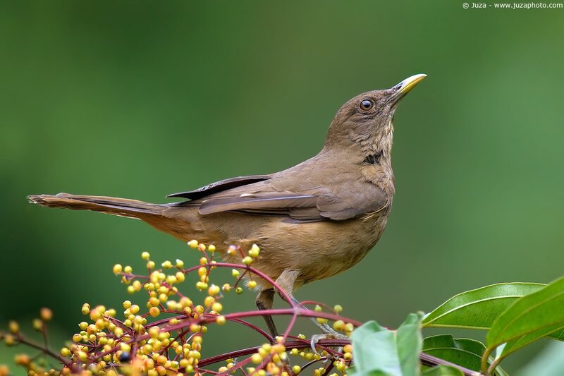brown bird on berries