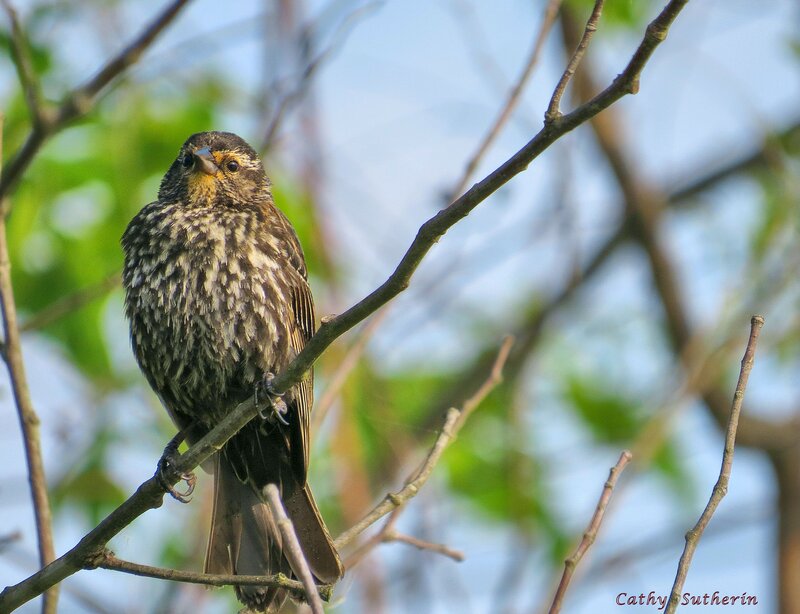 Brown Bird on Branch — Calm, Morning