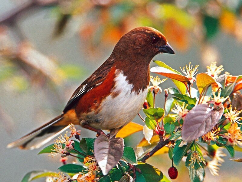 Brown Bird on Branch — Calm, Spring