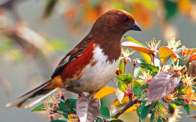 Brown Bird on Branch — Calm
