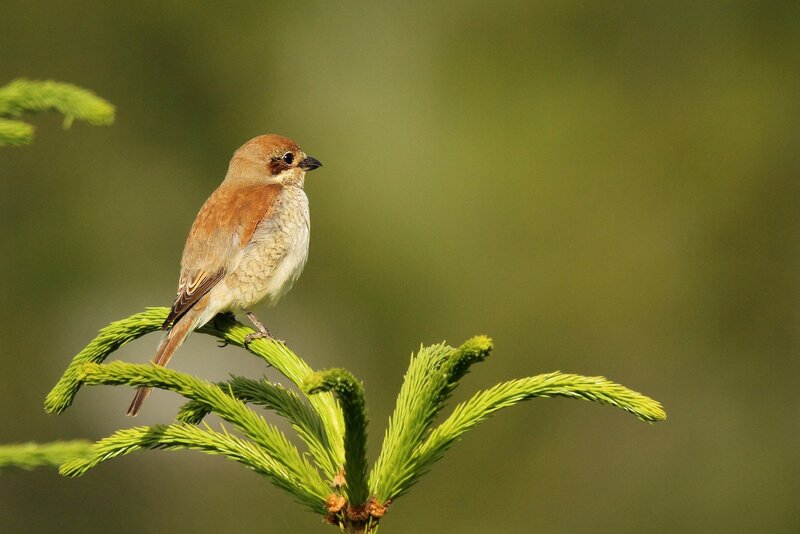 Brown Bird on Branch — Green, Calm