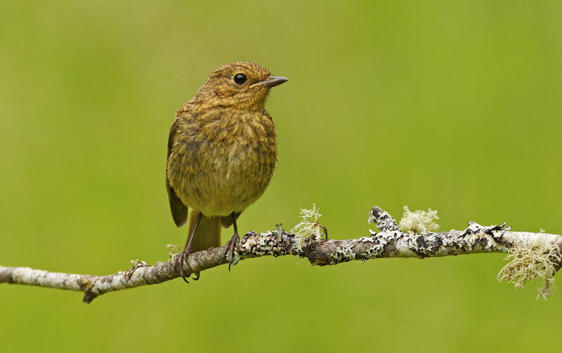 Brown Bird on Branch — Green
