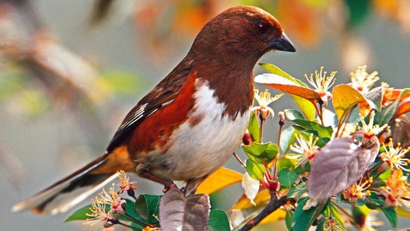 Brown Bird on Branch