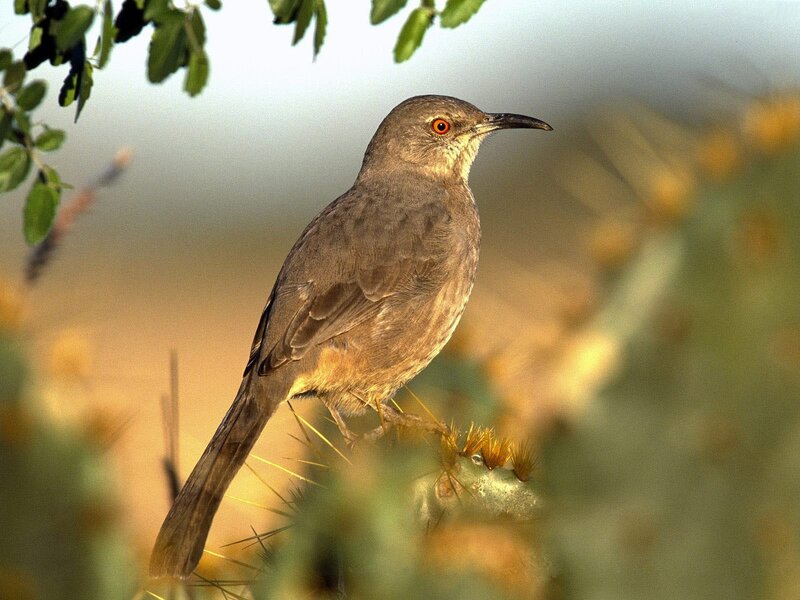Brown Bird on Cactus