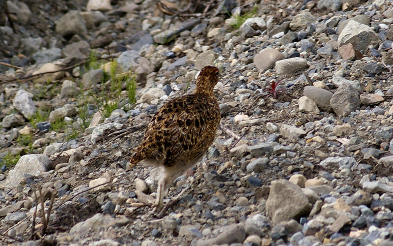 Brown Bird on Gravel