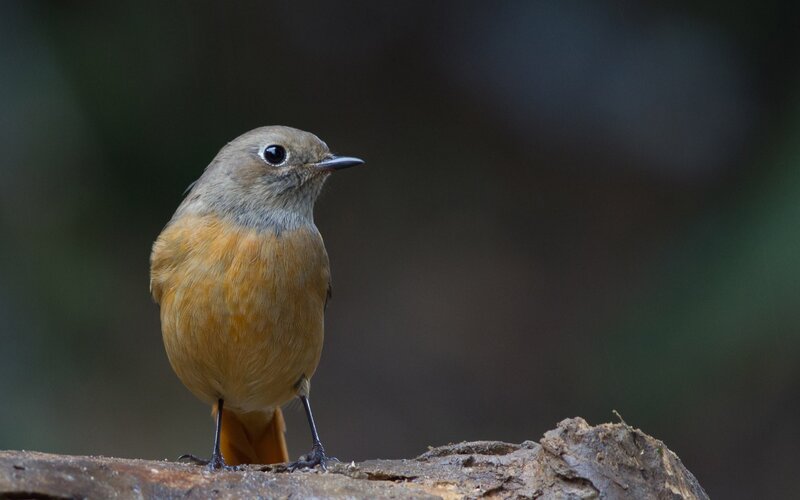 Brown Bird on Log — Calm, Photograph, Forest