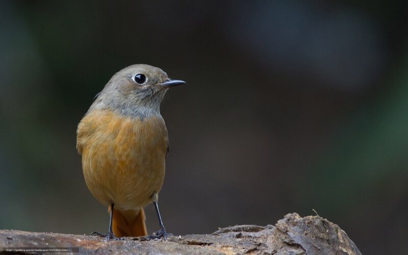 Brown Bird on Log — Natural