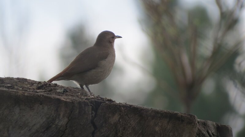 Brown Bird on Log