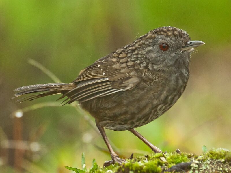Brown Bird on Moss